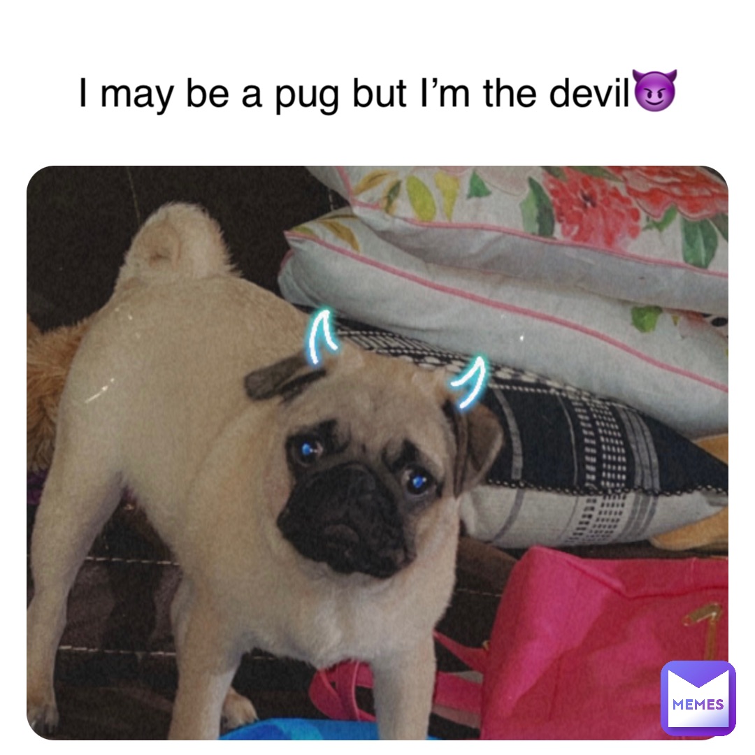 Double tap to edit I may be a pug but I’m the devil😈