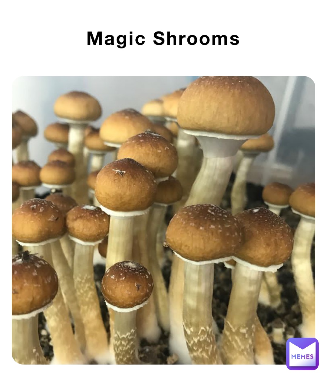 Magic Shrooms