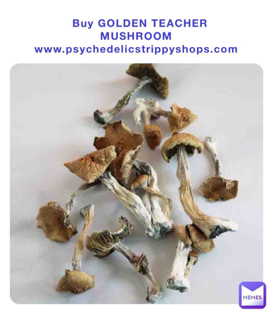 Golden Teacher Mushrooms is the most popular and common strains of magic mushrooms. It\u2019s a favorite amongst psychonauts around the world for its profound psychedelic journey. They are best known for their shamnistic properties, or spiritual effects rather than solely \u201ctripping\u201d, and moderate levels of psilocybin and psilocin.
Consuming Golden Teacher mushrooms will give a feeling of enlightenment, they will help you connect with nature. Amazing ability to heal the mind and spirit. These psychedelic magic mushrooms are for both beginners and veterans.
www.psychedelicstrippyshops.com
#shrooms #psychedelics #psychedelicshop #mushrooms #lsd #magicmushrooms