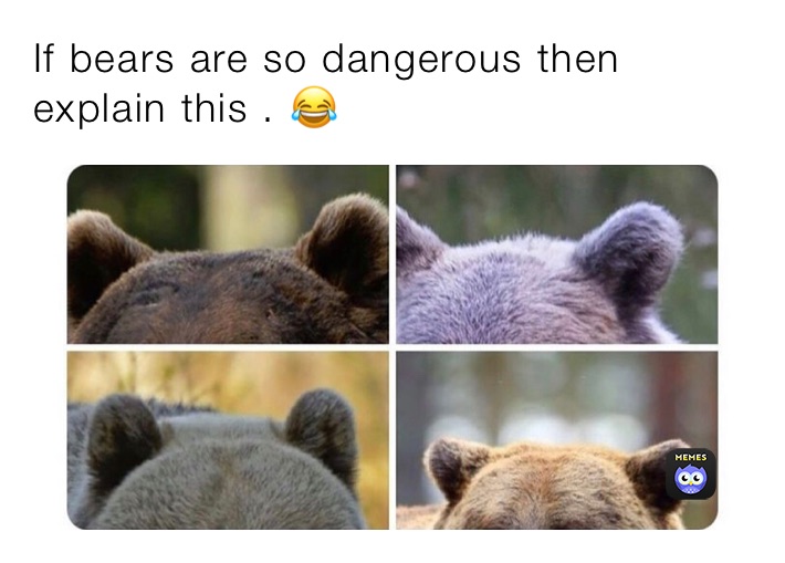 If bears are so dangerous then explain this . 😂