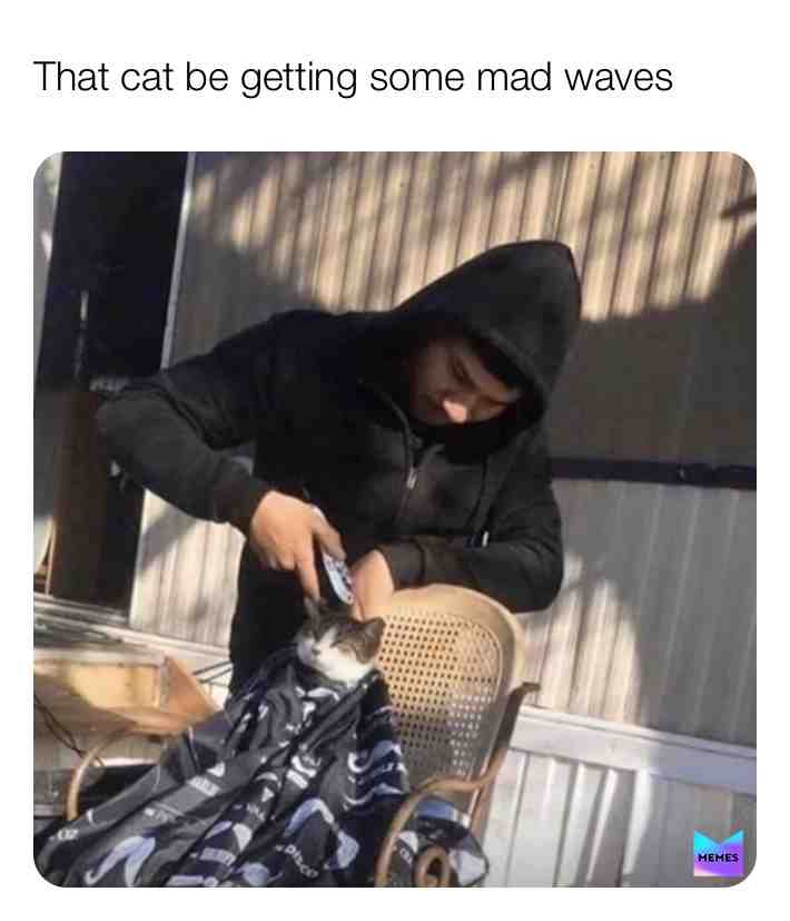  #meme #memes #cat #waves #hair #stayathome