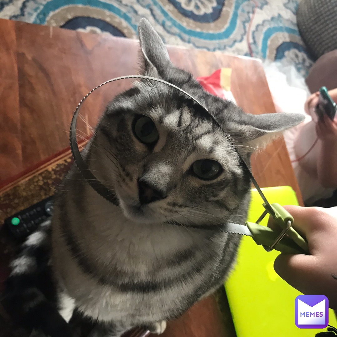 Meme by sniperfox_memes