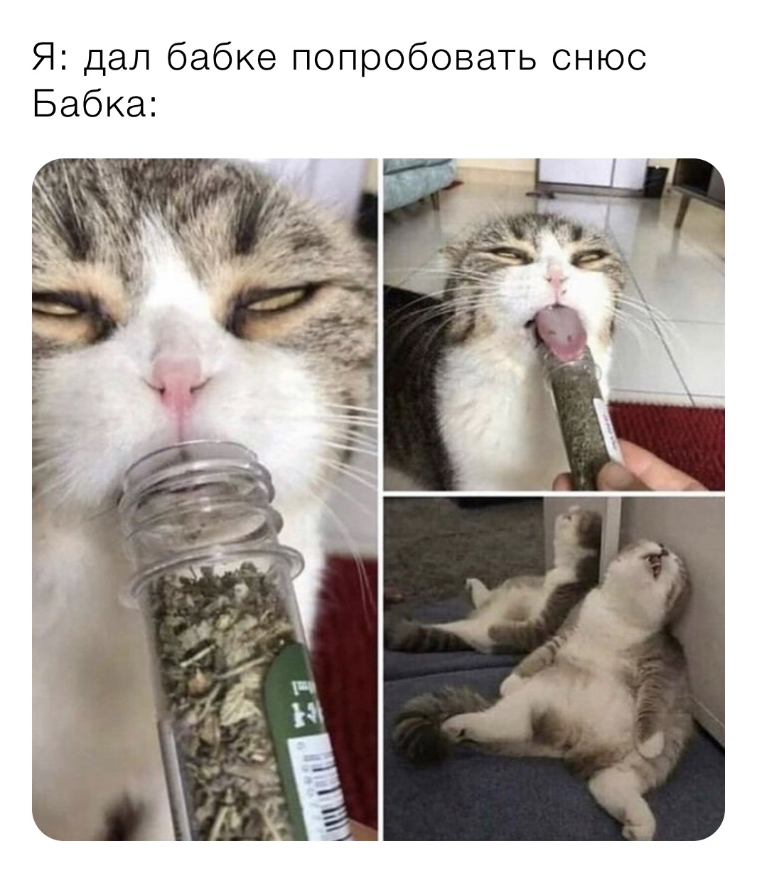 Я: дал бабке попробовать снюс
Бабка: