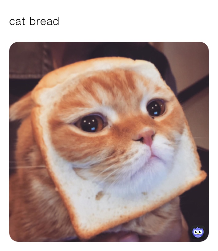 cat bread