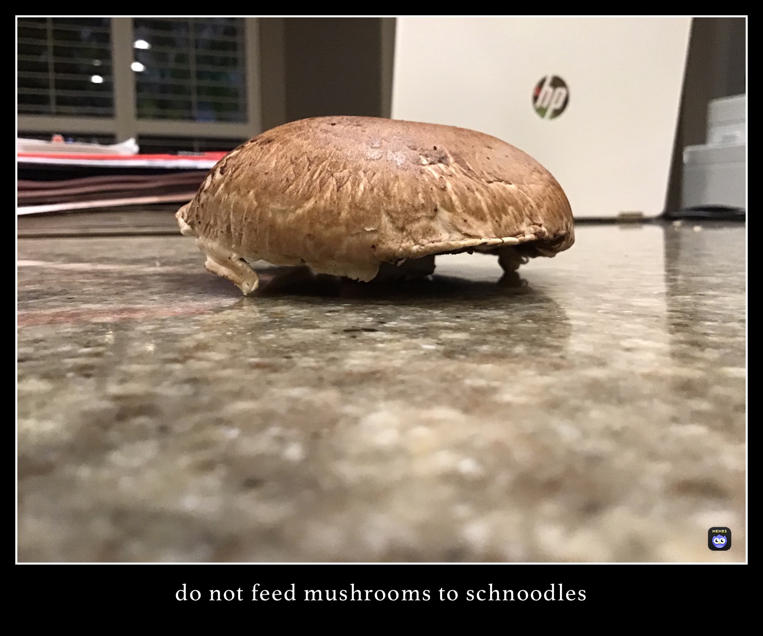 do not feed mushrooms to schnoodles