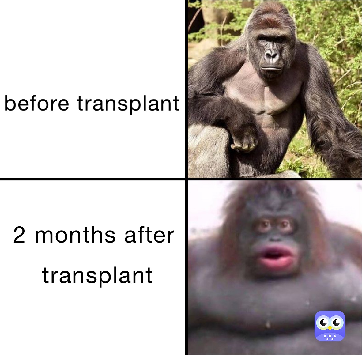 Meme by the-invisible