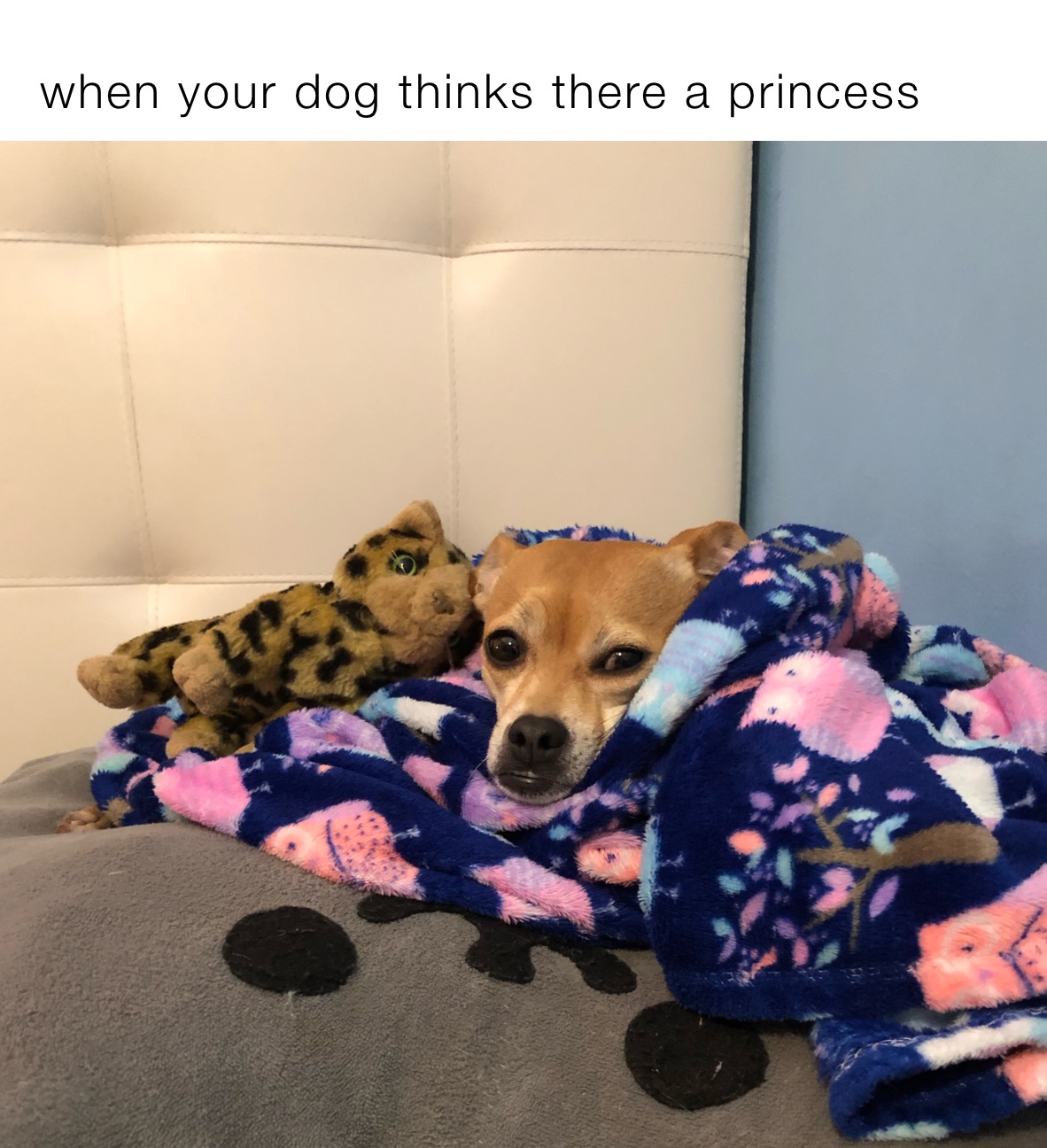 when your dog thinks there a princess 