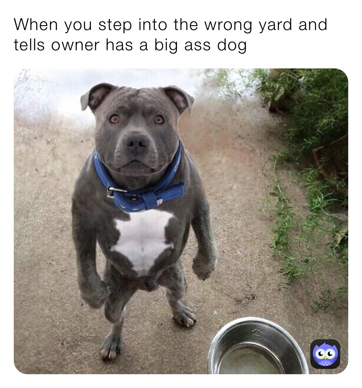 When you step into the wrong yard and tells owner has a big ass dog 