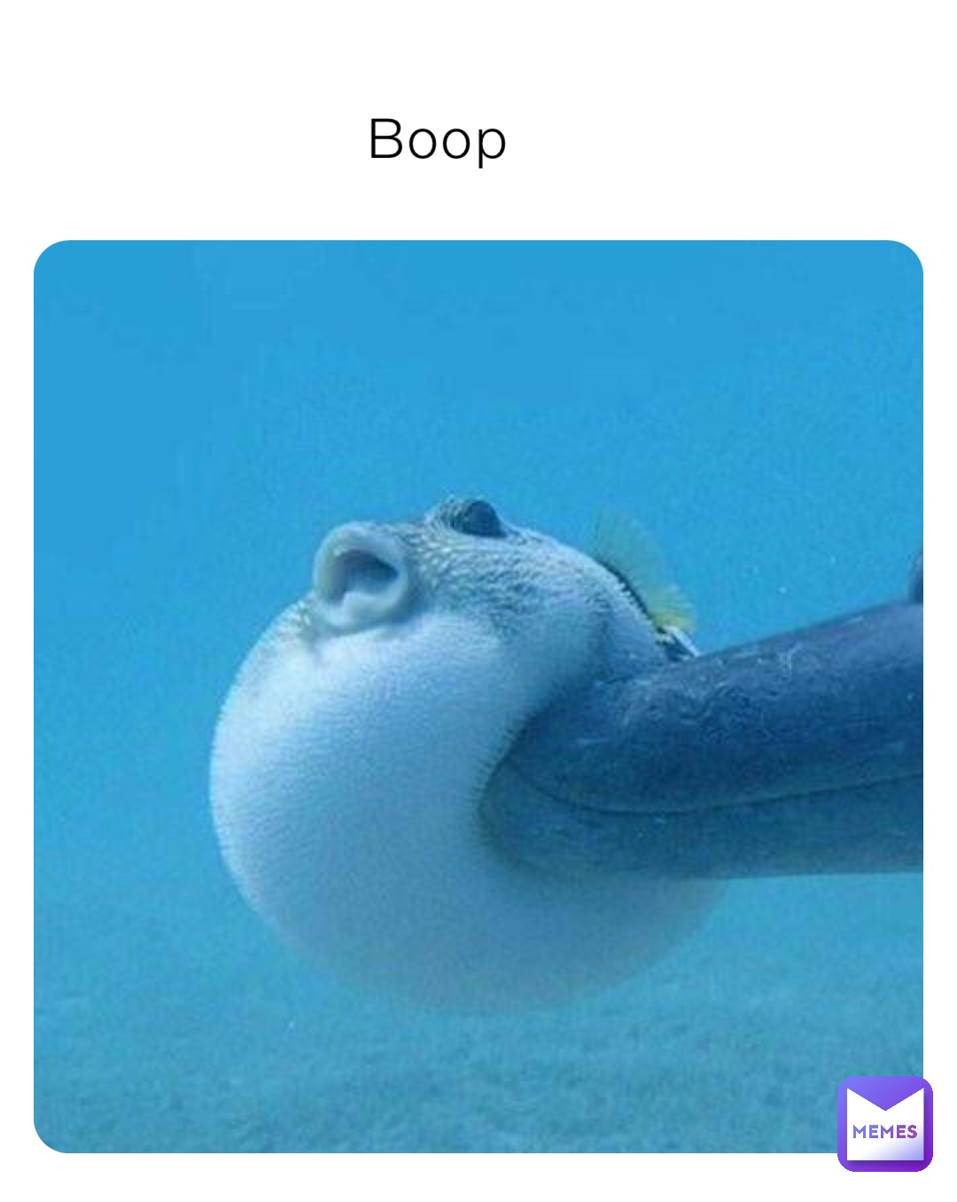 Boop