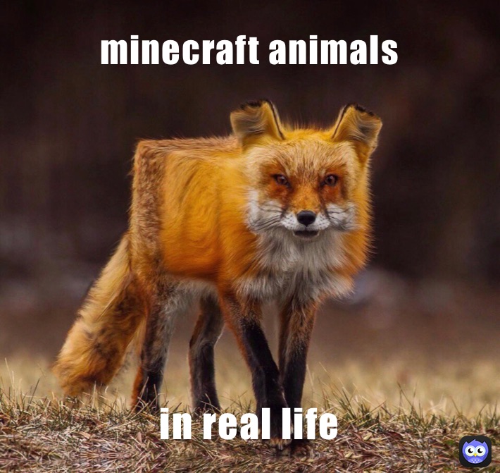 minecraft animals  in real life 