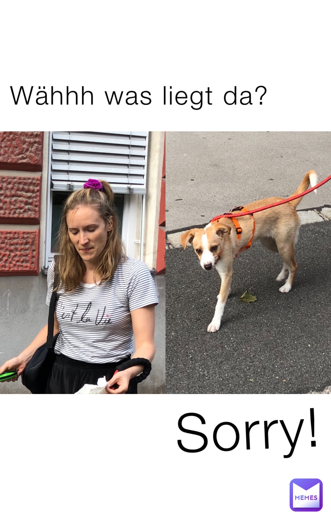 sorry animal meme