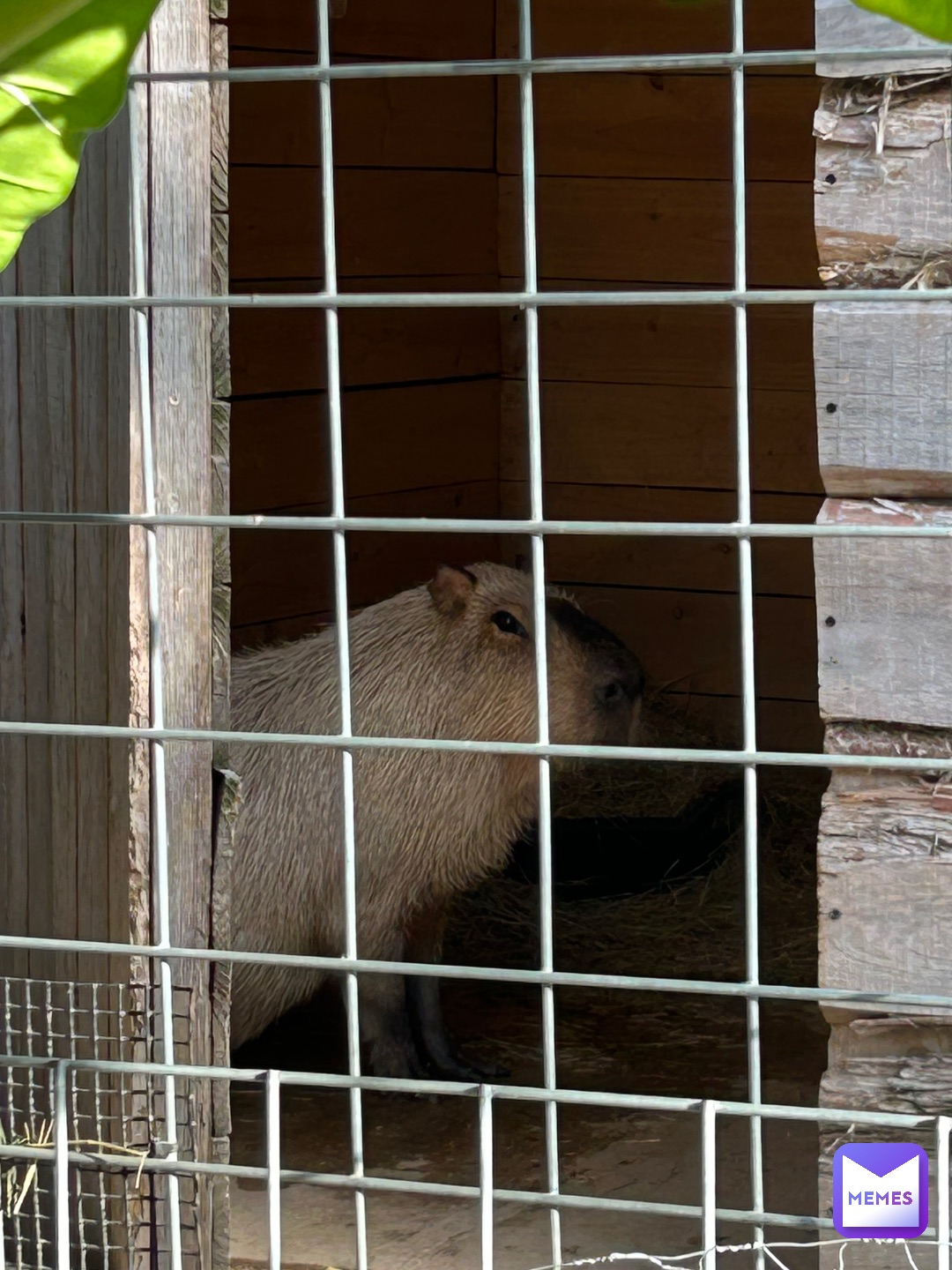 Meme by baller7573758