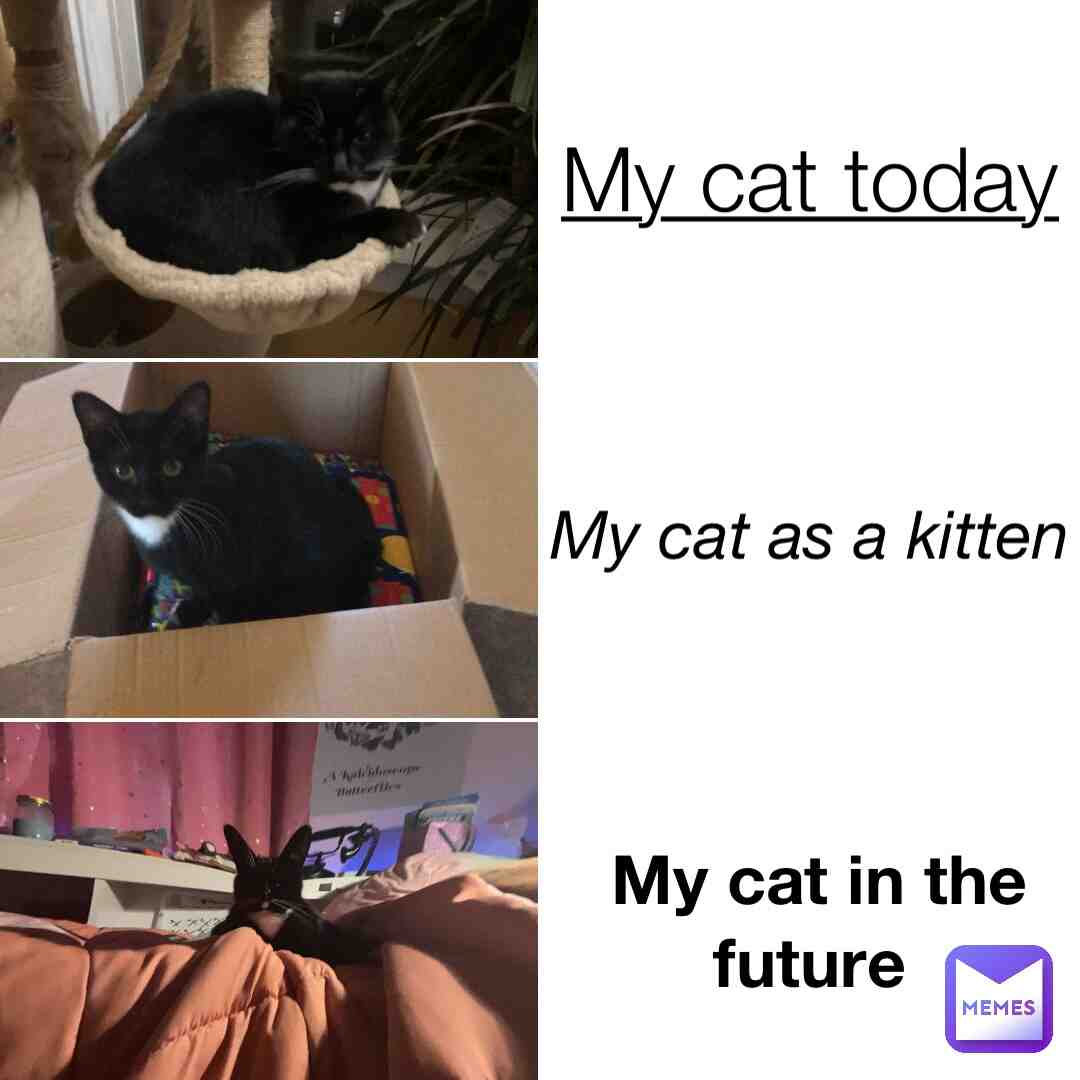 Hii this is my cat Mario he getting old sadly, so I made him a birthday present!