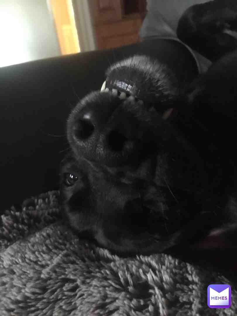 here’s my dog
