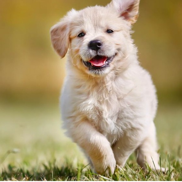 Meme by Artemidefamous