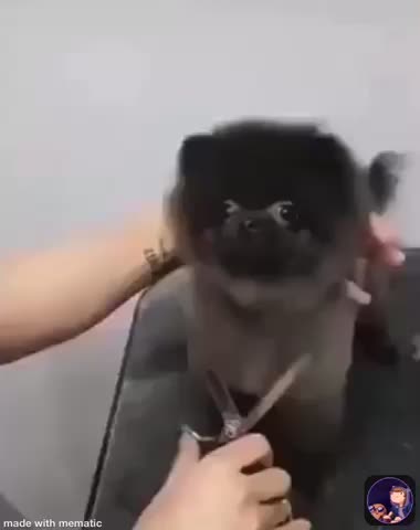 Yes. Dog