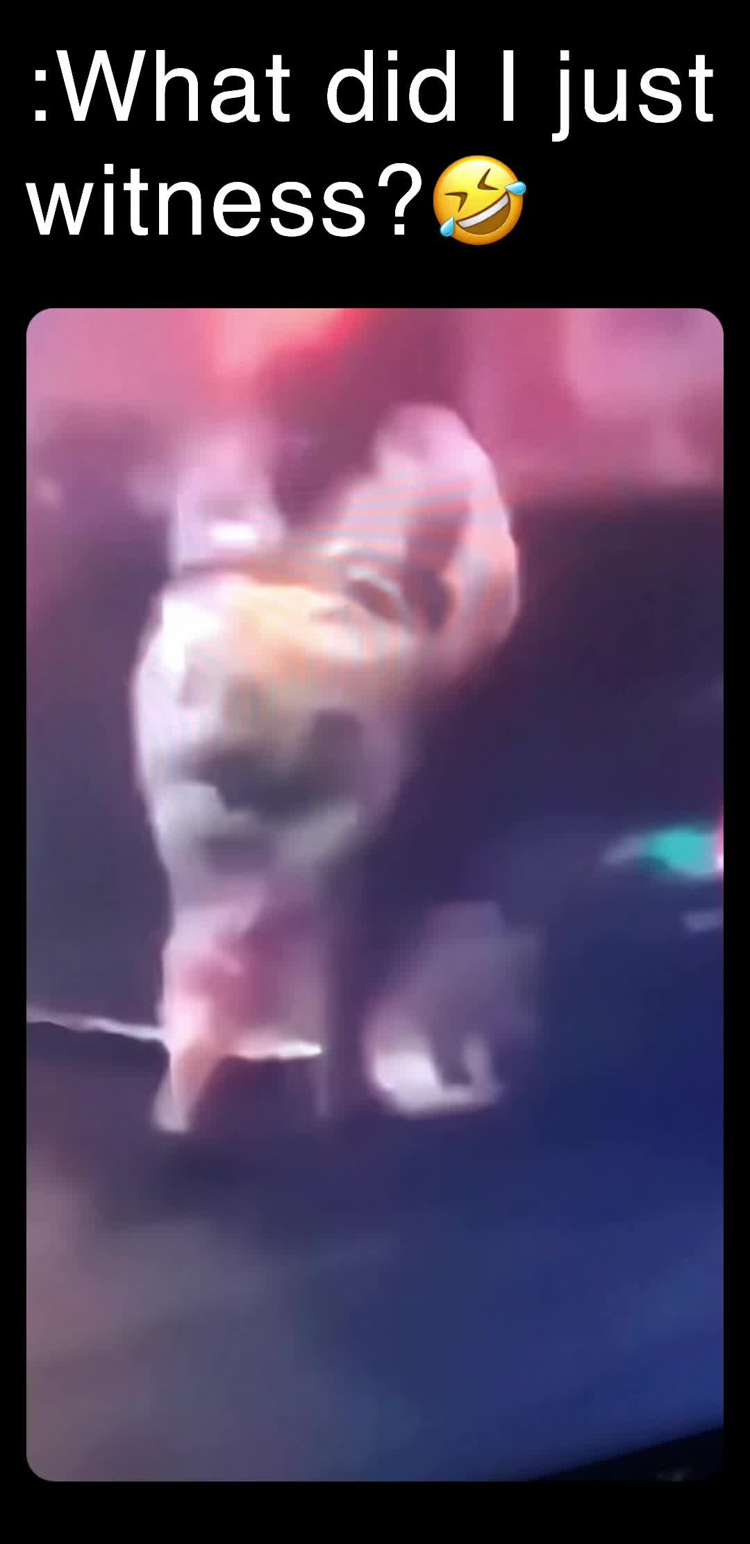 Meme preview
