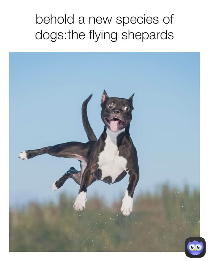 behold a new species of dogs:the flying shepards