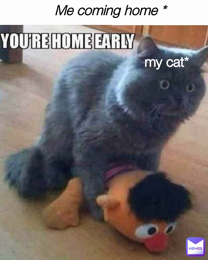 Type Text my cat* Me coming home *