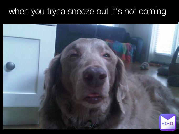 Meme by jamshatesnakeu