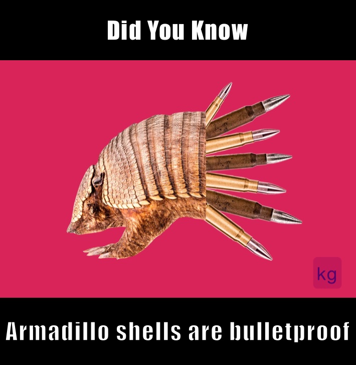 Did You Know  Armadillo shells are bulletproof 