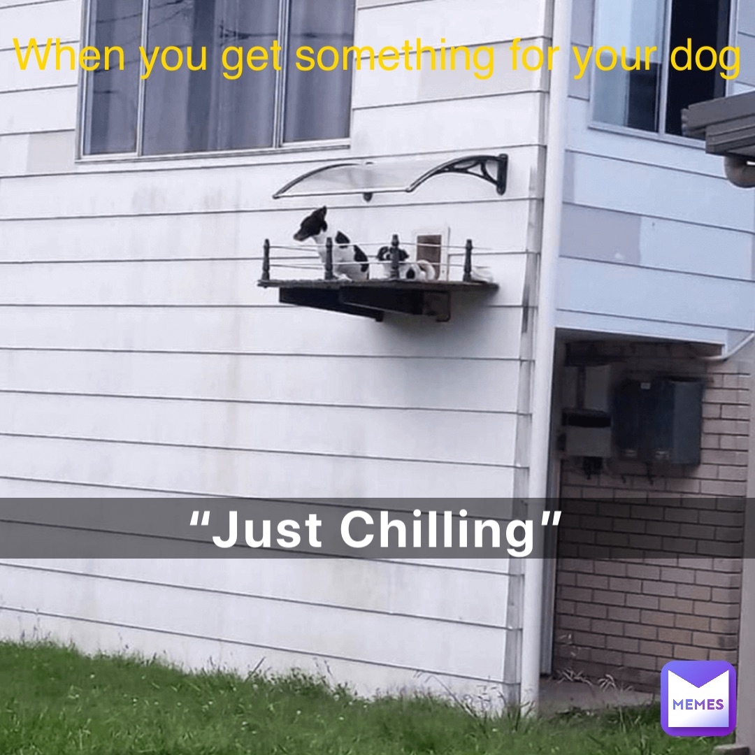 “Just Chilling” When you get something for your dog