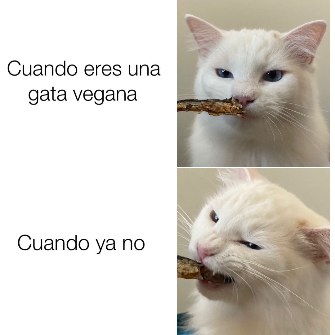 Cuando eres una gata vegana Cuando ya no