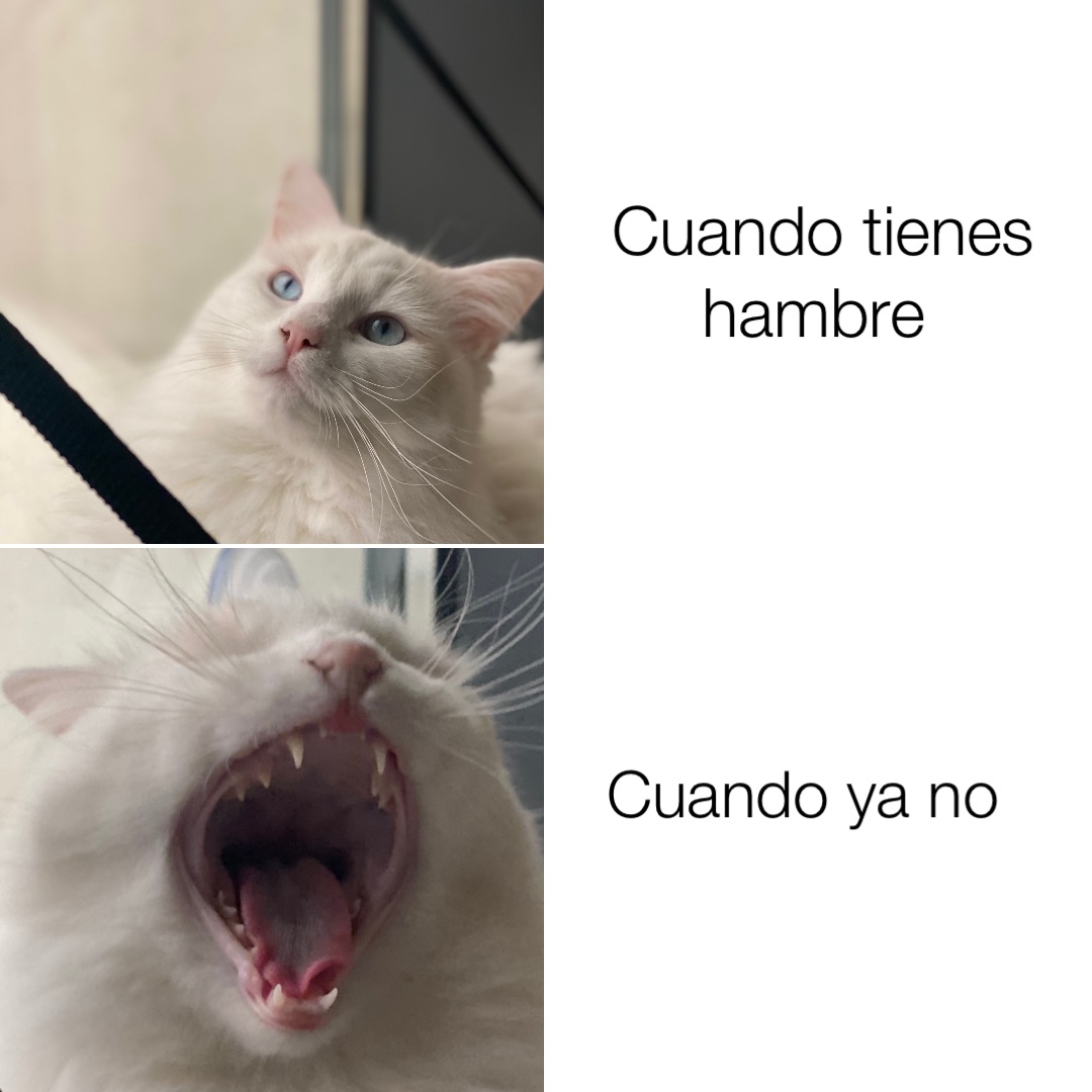 Cuando tienes hambre Cuando ya no