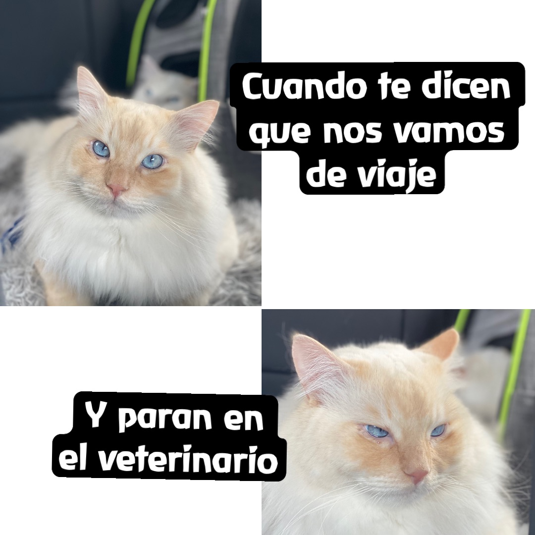 Cuando te dicen 
que nos vamos 
de viaje Y paran en 
el veterinario