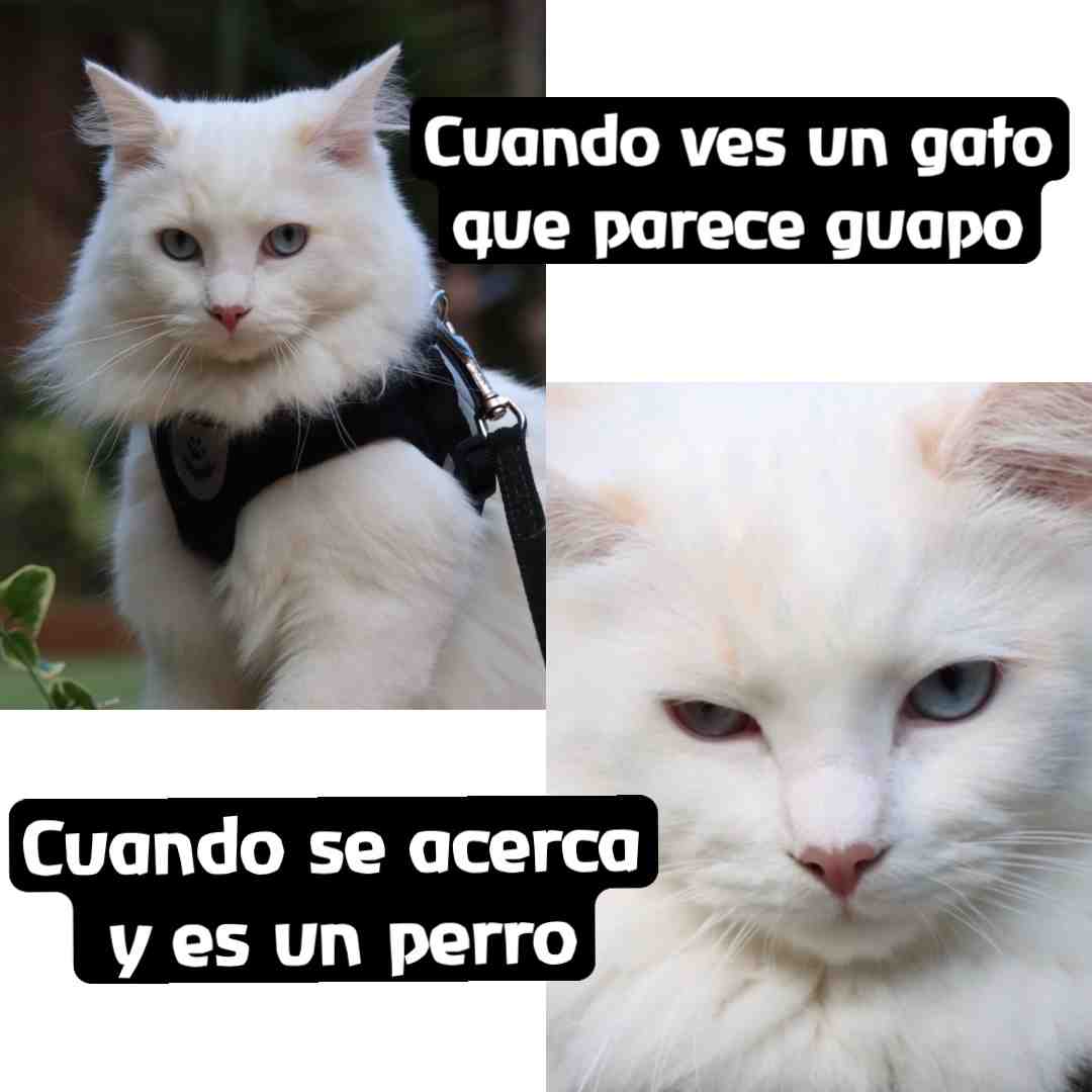 #gatos  #gatitos  #catlovers  #cats  #kitties  #eat  #vegan