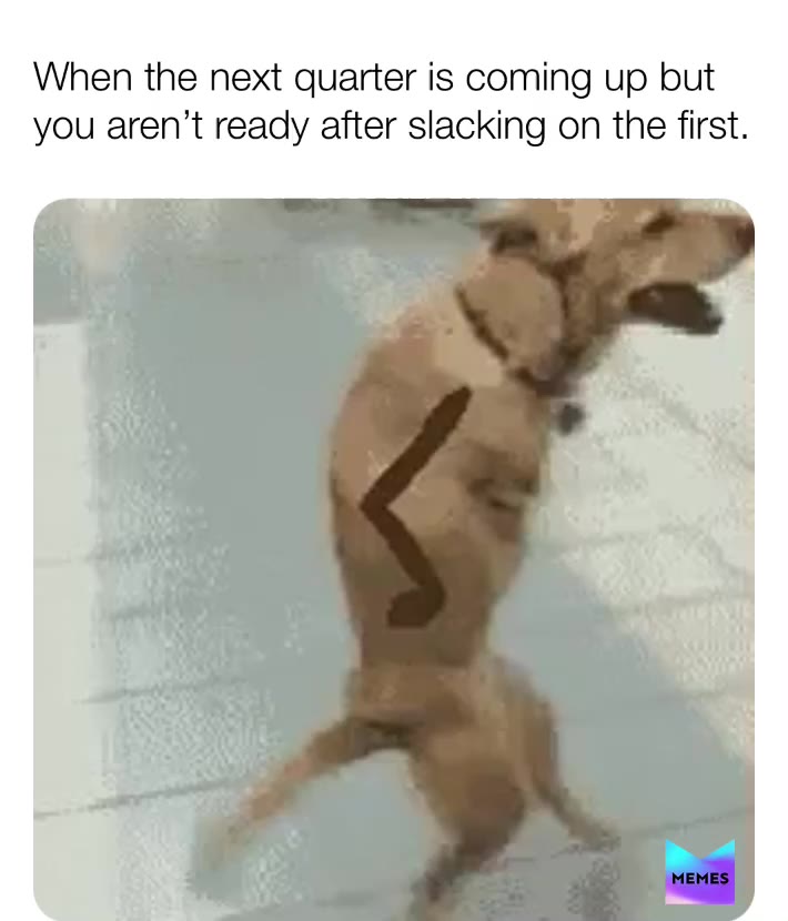 New meme 
 #dogmemes