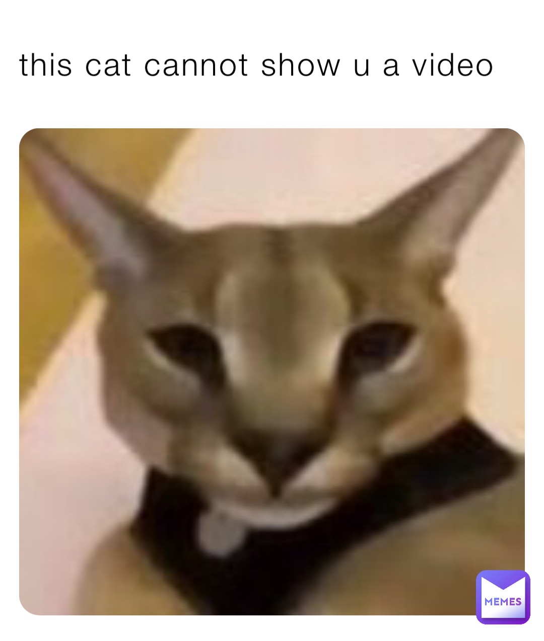 this cat cannot show u a video