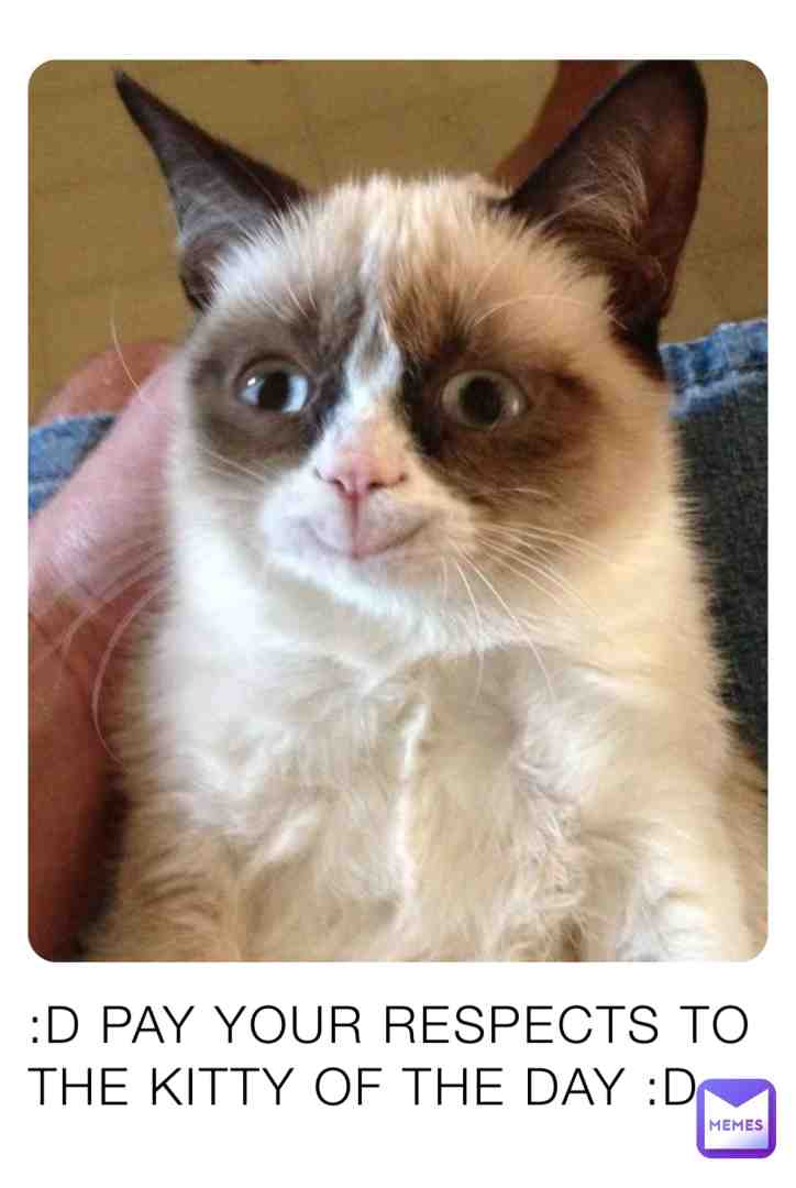 KITTY  #cats  #memes  #yourdailymemer  #dailyCatmeme