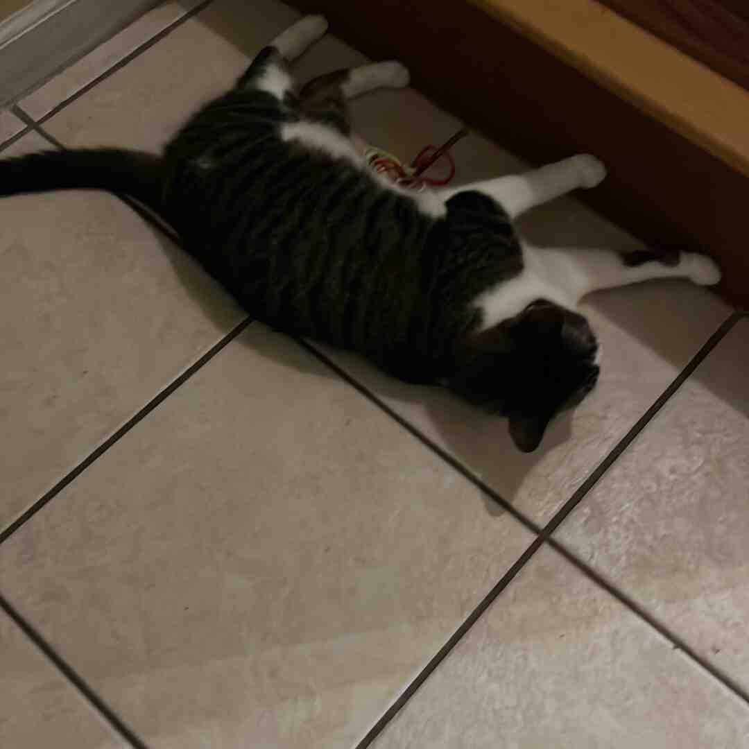 She’s my cat