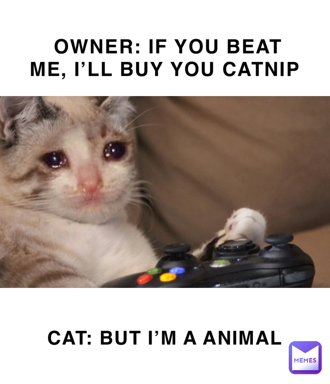 CAT: BUT I’M A ANIMAL OWNER: IF YOU BEAT ME, I’LL BUY YOU CATNIP