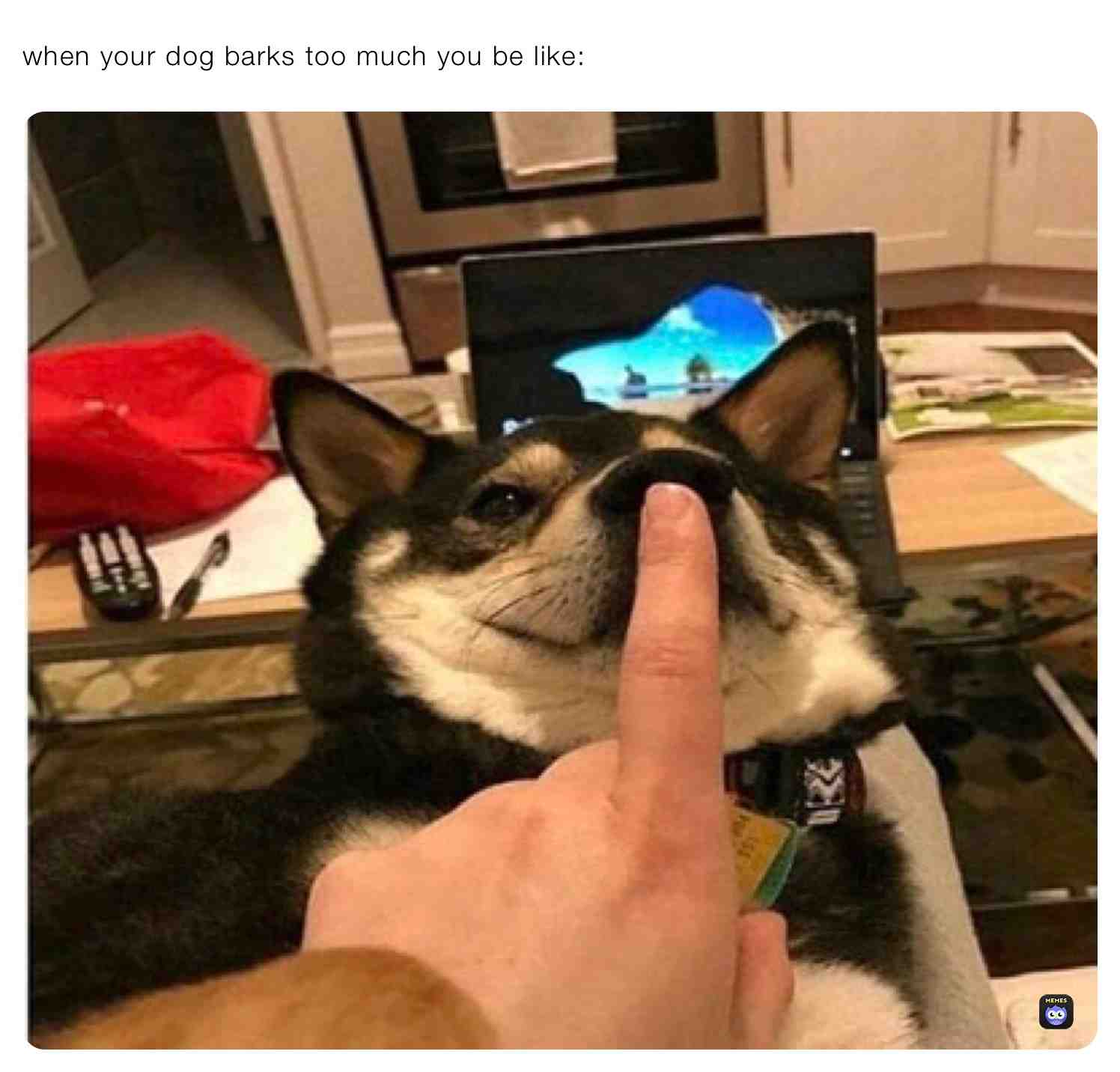 #dog #meme #likeformore
Follow for more funny memes \u2014> @LittleCookieUwU