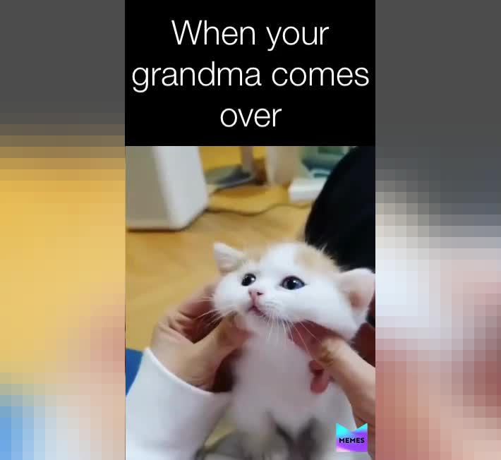 The kitten:oh no no nonono!!!!!!!   #ohboy