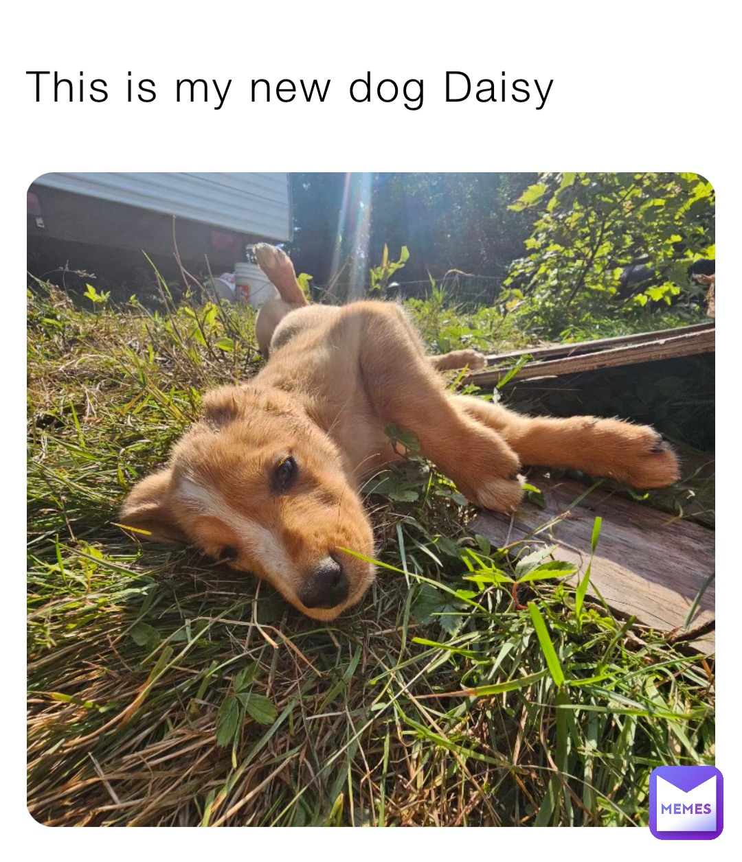 This is my new dog Daisy