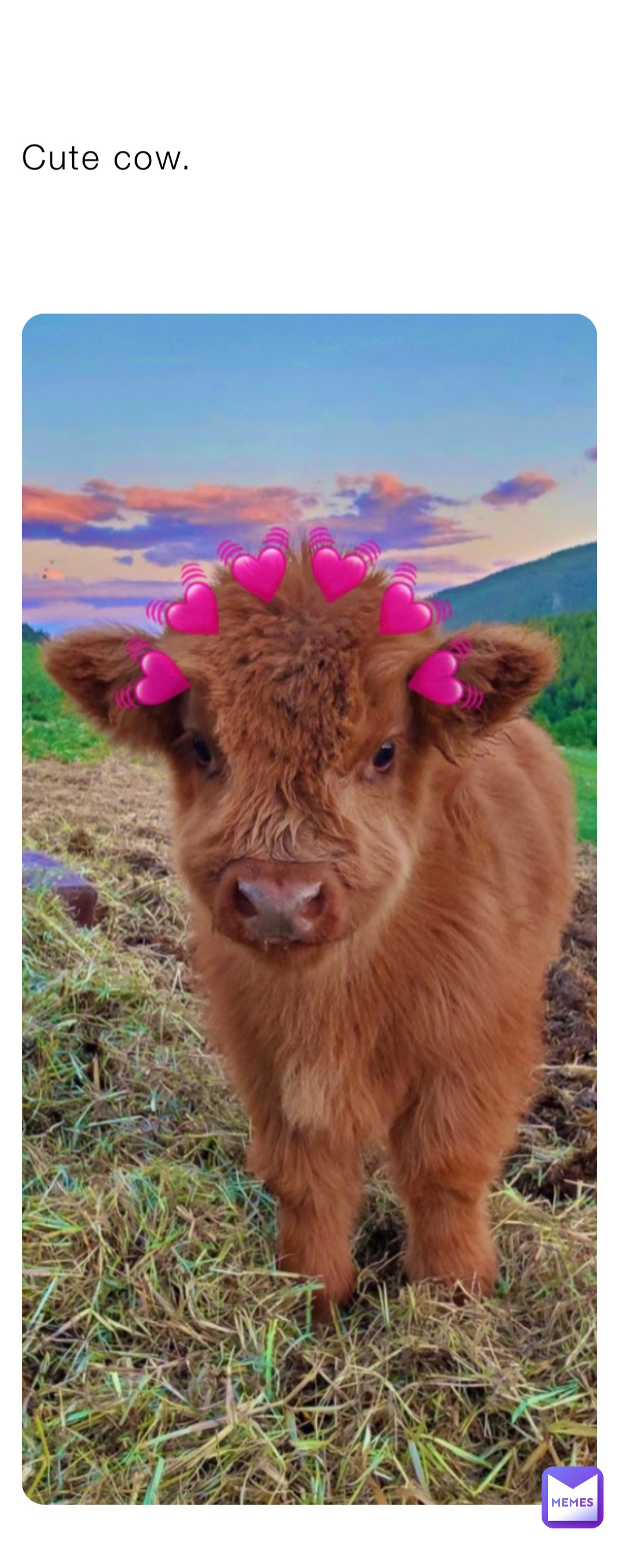 Cute cow.