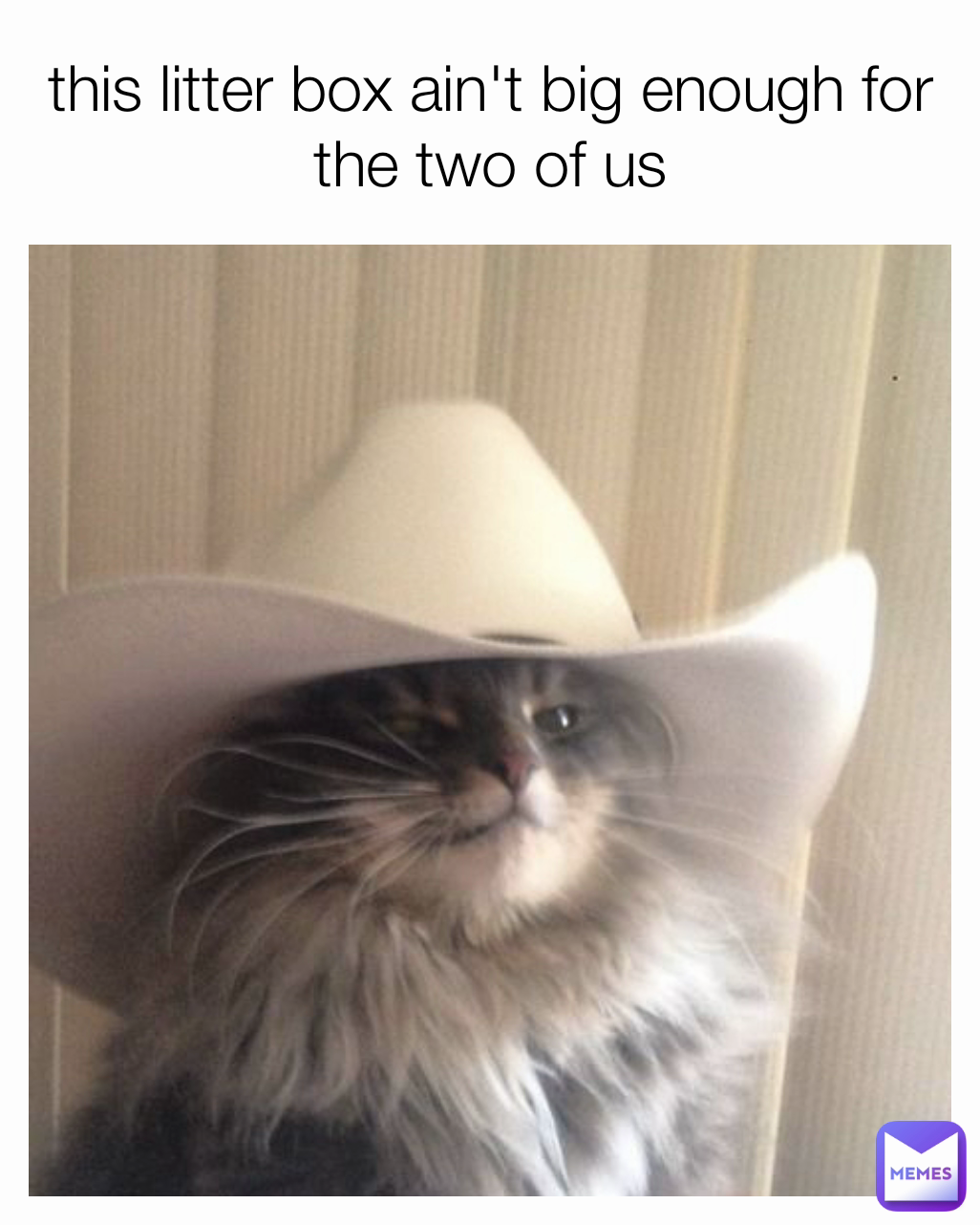 this litter box ain't big enough for the two of us