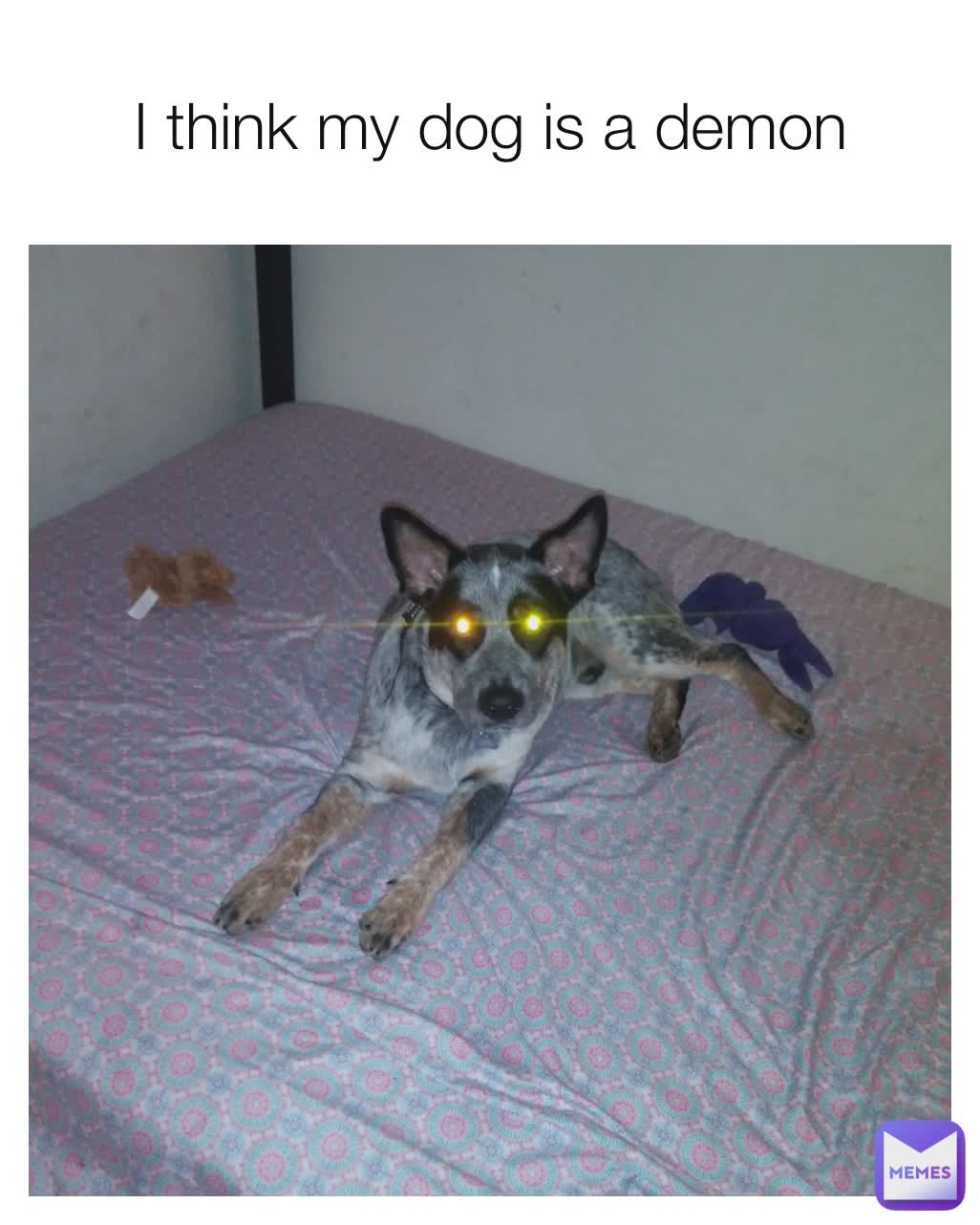 I think my dog is a demon