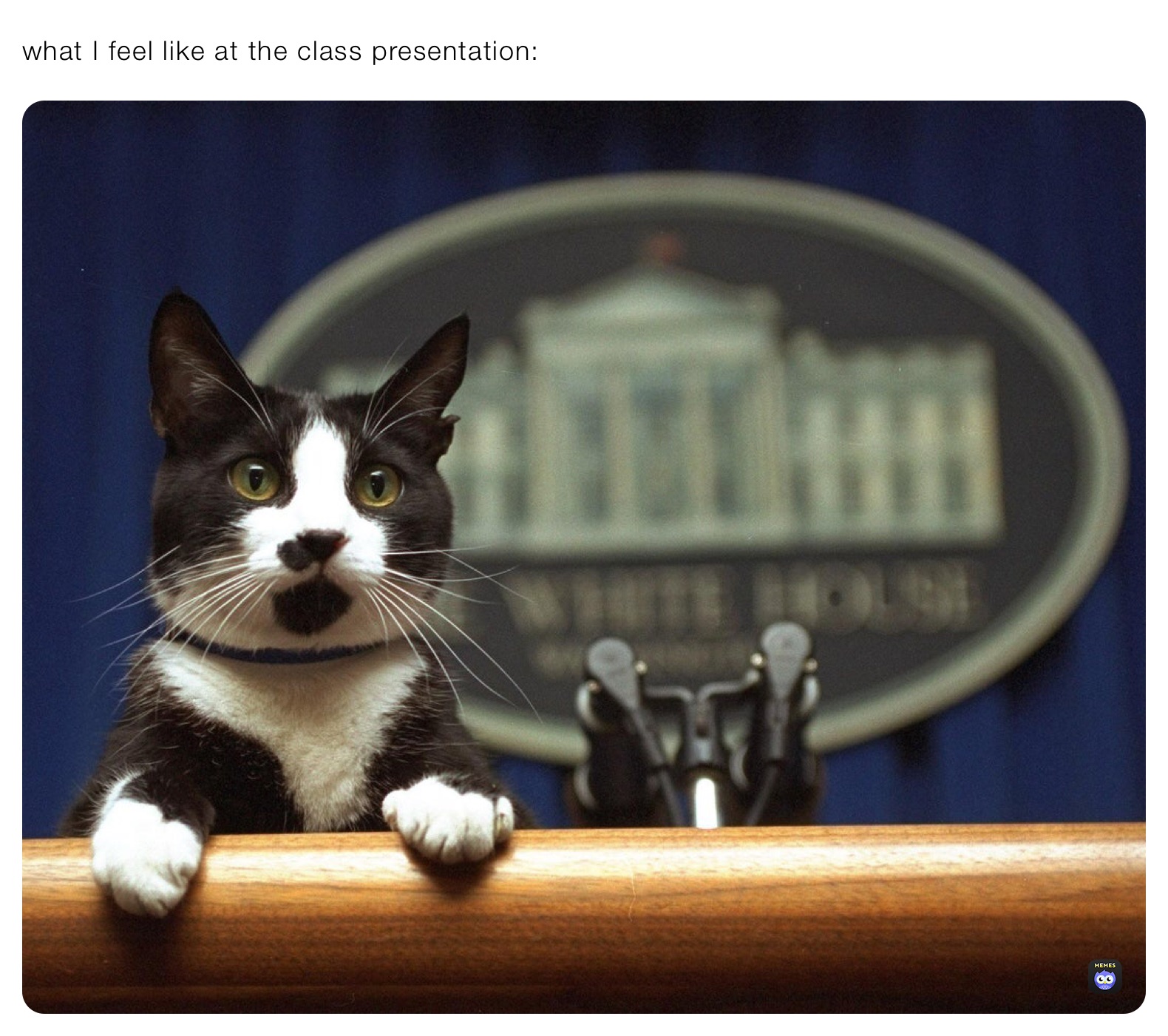 what I feel like at the class presentation: