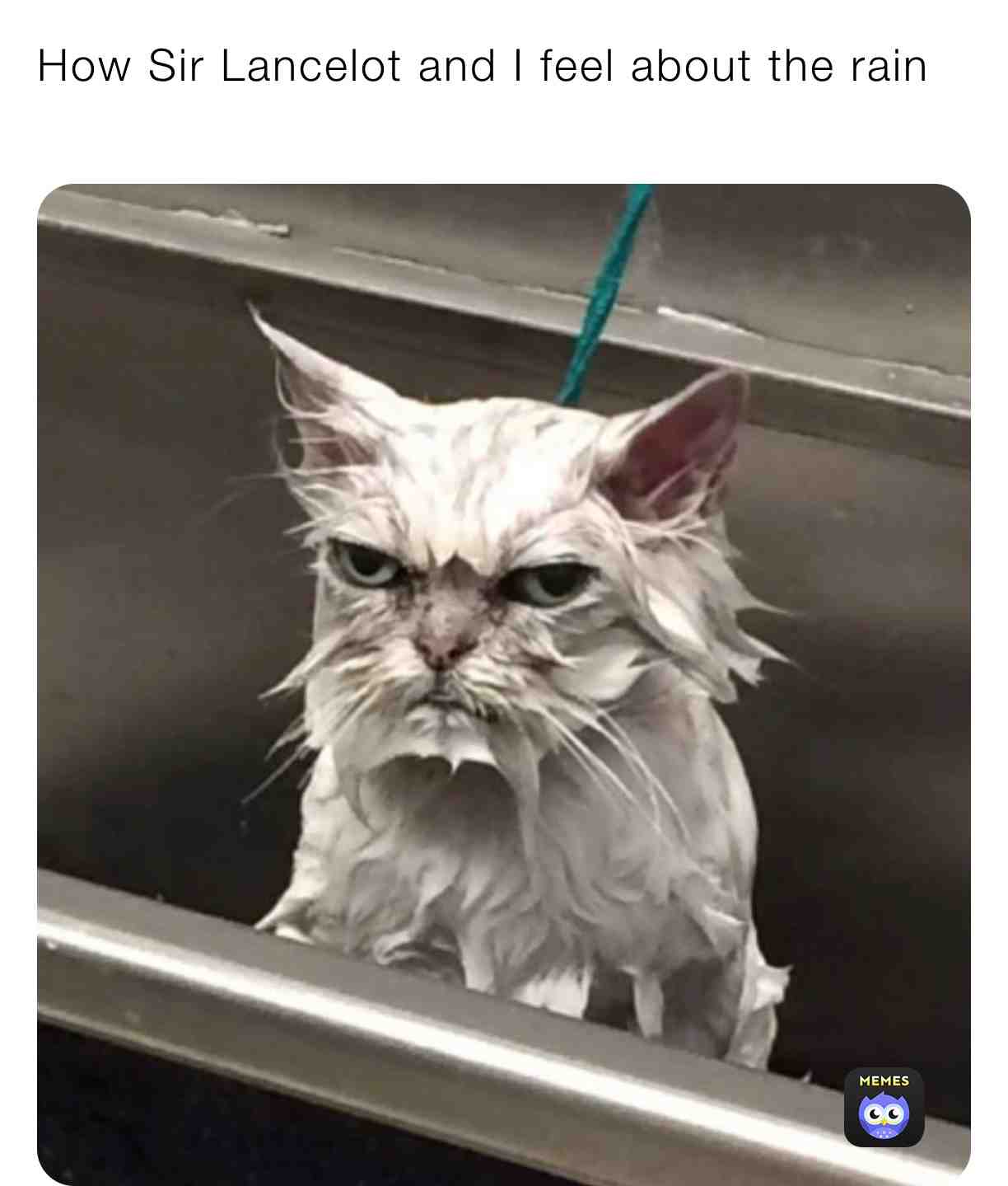 Meme shared by @Pearl_Mrkrabs