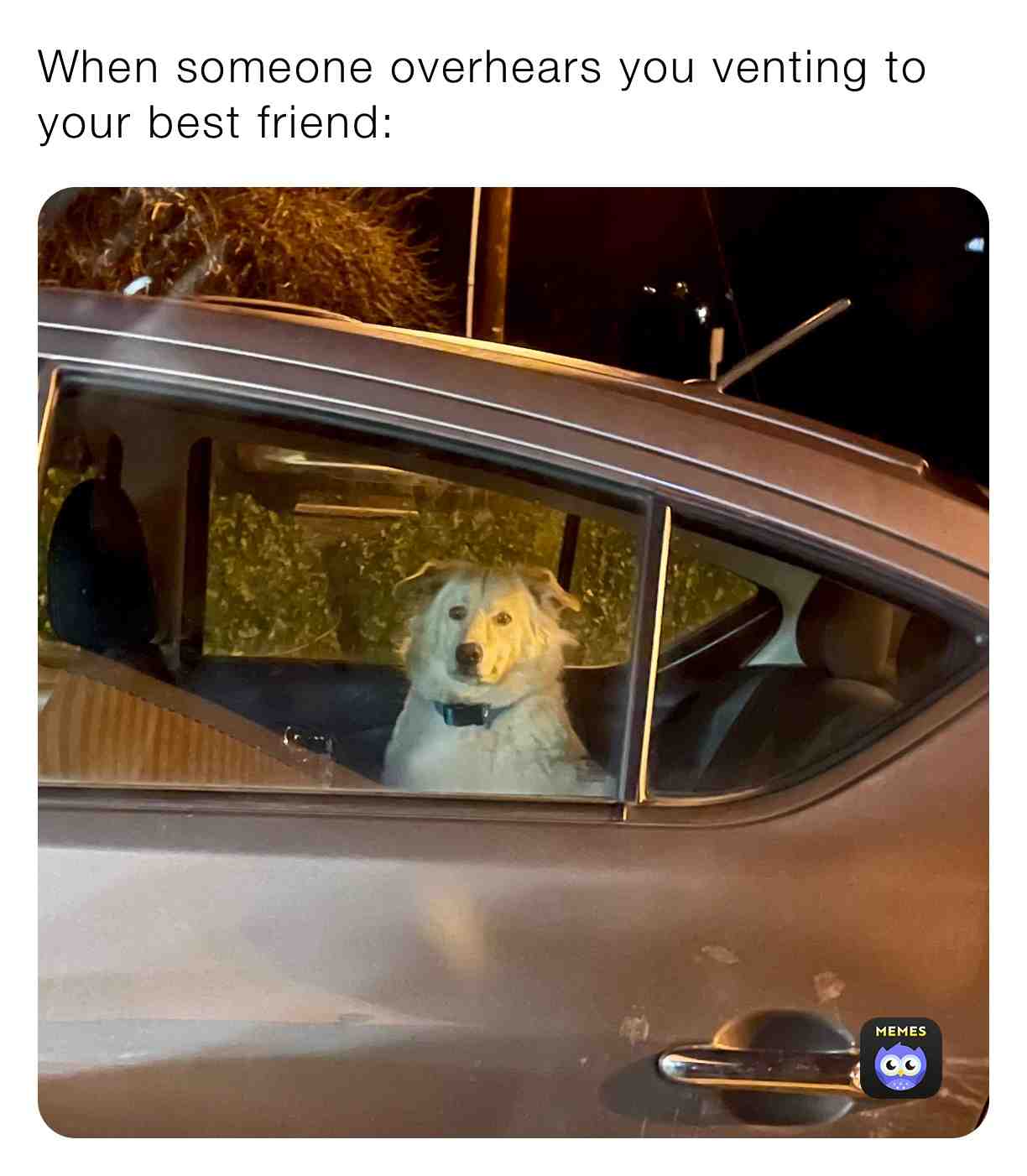 That dog is judging me