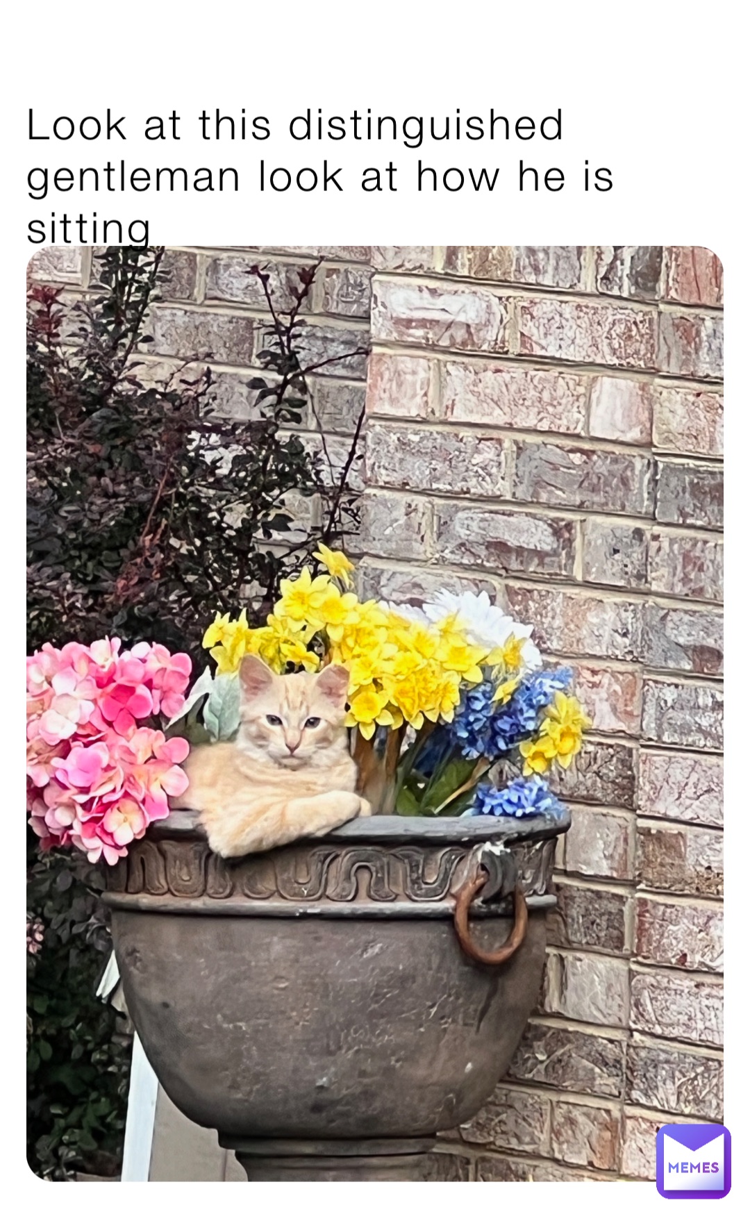 Look at this distinguished gentleman look at how he is sitting