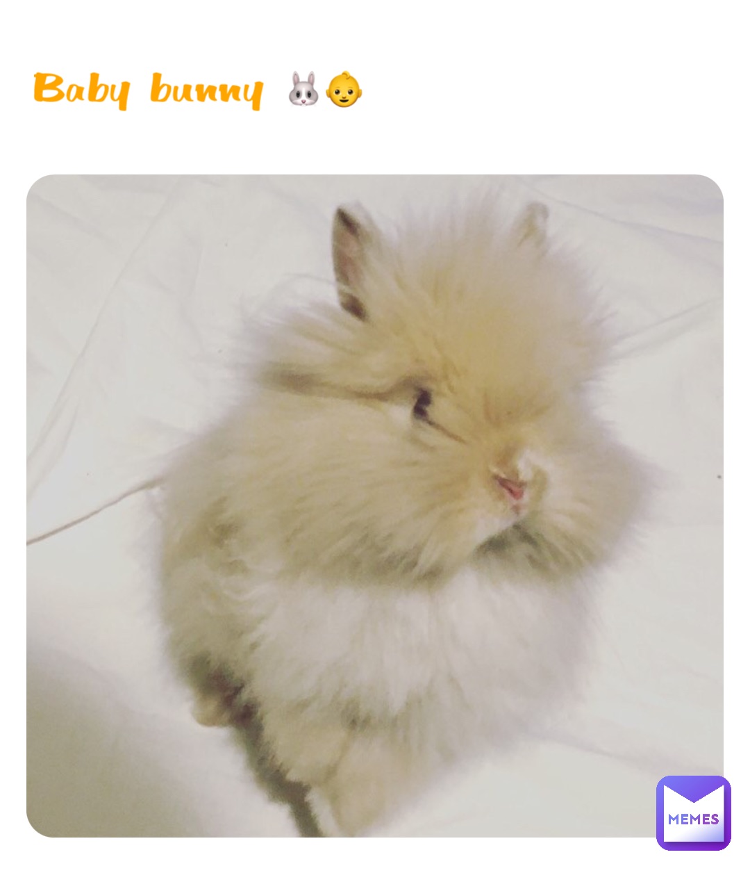 Baby bunny 🐰👶