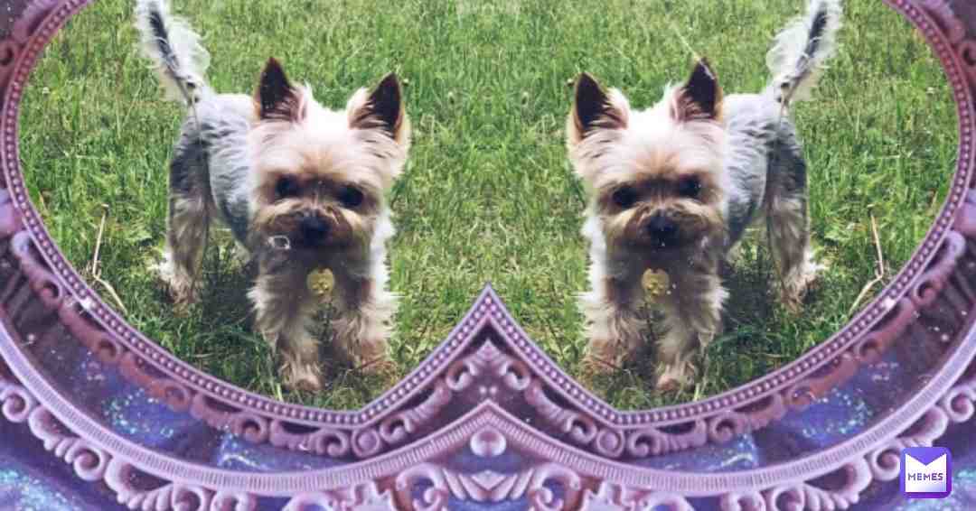 Perfection \ud83d\udc8e
#perfection #perfect #dog #york #yorkshireterrier #cute #kawaii #beauty #pretty #cool #awesome #adorable #fun #funny #heart #hearts #meme #memes
