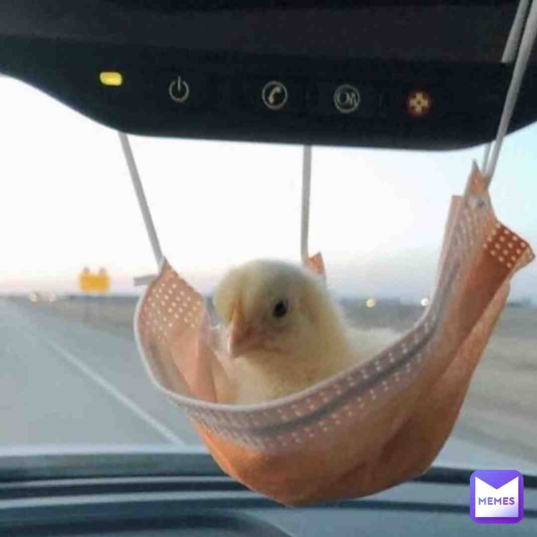 So funny \ud83d\ude06\ud83d\udc24\ud83d\ude37\ud83d\ude98
#so #funny #fun #funniest #duck #bird #parrot #mask #covid19 #car #journey #travel #cute #kawaii #pretty #memes #pet #pets