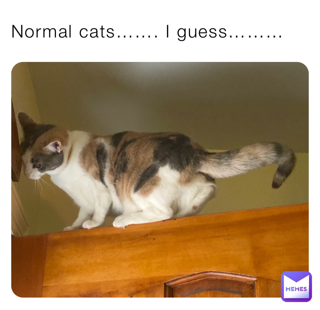 Normal cats……. I guess………