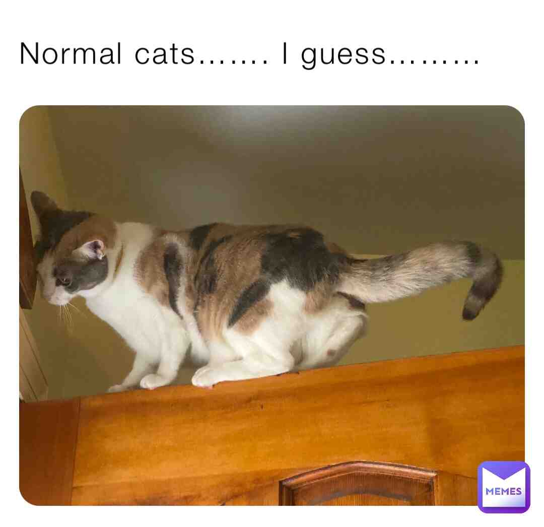 MHMMM CATS